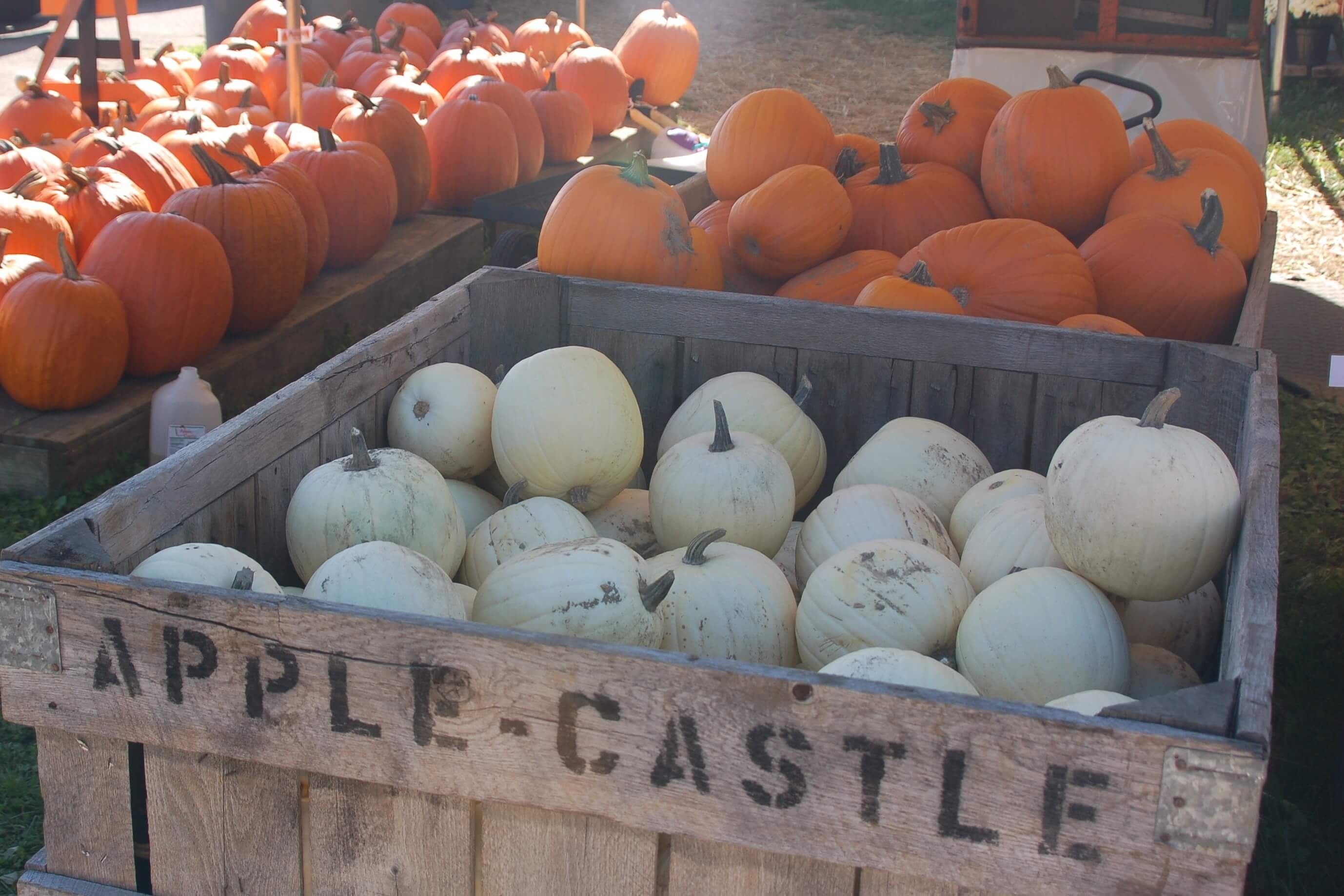 Mercer County PA Farm Tours