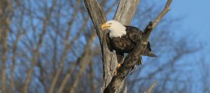 Bald eagle perched on a bare tree branch with a white head and yellow beak against a blue sky.