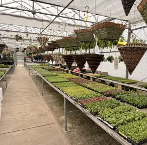 Inside a greenhouse, rows of hanging woven baskets above benches filled with small potted plants and succulents.