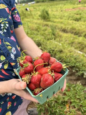 Person wearing a blue floral shirt holds a carton of fresh strawberries outdoors in a field.