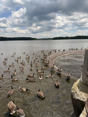 A large flock of geese gathered along a lakeshore with a cloudy sky above and trees in the distance.