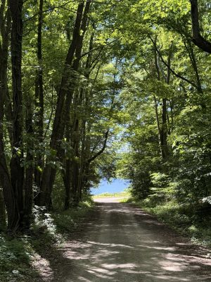 Dirt path through a dense sunlit forest with green leaves and tall trees, leading to a bright clearing in the distance.