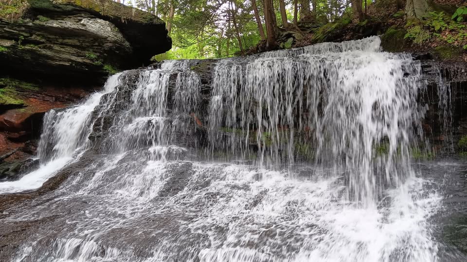 Forest Therapy Walk