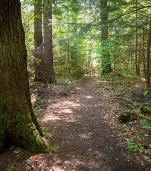 Forest path winding through trees with dappled sunlight filtered through the leaves.