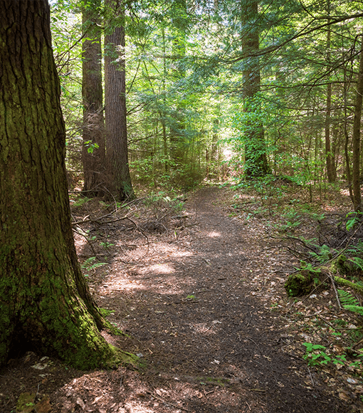 Hiking and Walking