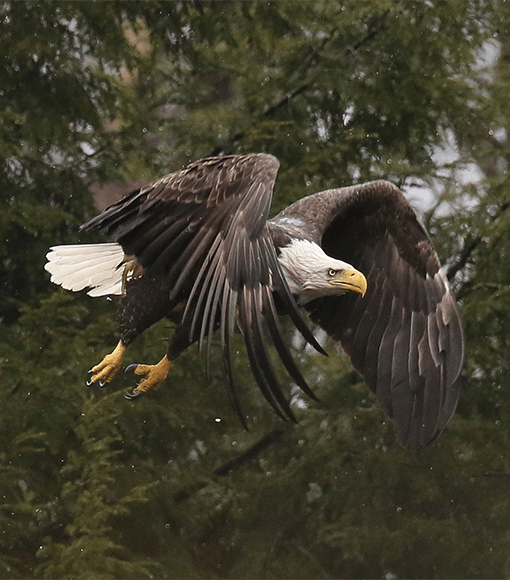 Wildlife Viewing/Nature Study