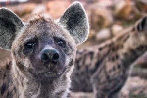Close-up of a spotted hyena looking at the camera in a rocky setting; a second hyena blurred in the background.