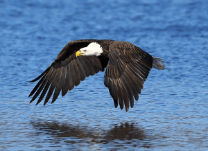 Bald eagle in mid-flight over blue water, wings spread wide and its reflection visible on the surface.
