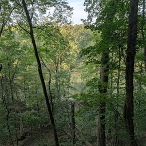 Dense deciduous forest with green leaves and a small wooden footbridge spanning a ravine seen through the trees