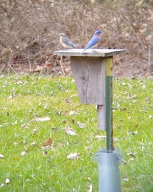 Two small birds perched on a wooden bird feeder in a grassy yard amidst fallen leaves.