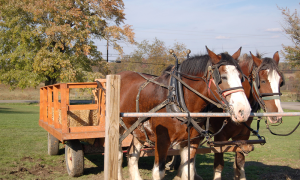 October Is the Perfect Time to Visit Mercer County, PA, for Fall Events